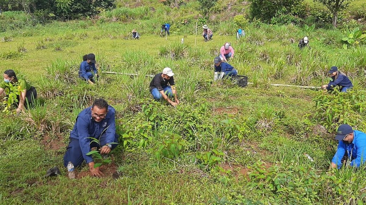 MiAmbiente Siembran más de 4 mil árboles en Chiriquí