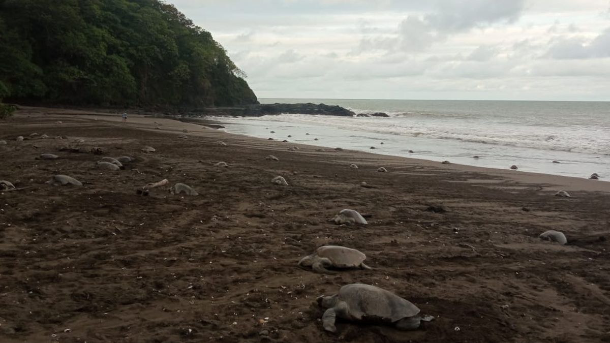 Tortugas Golfinas Arriban A Playa La Marinera En Los Santos