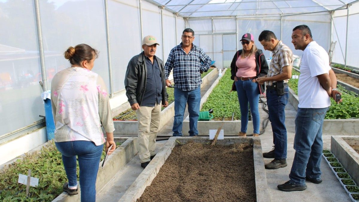 Agricultores muestran interés para producir semilla de papa