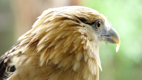 Panamá registra más de 700 especies en conteo de aves