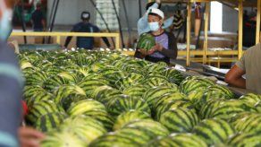 Exportación de sandía mejora desempeño entre enero y febrero 2021