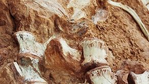 Hallan fósil de dinosaurio de 230 millones de años tras lluvias en sur de Brasil