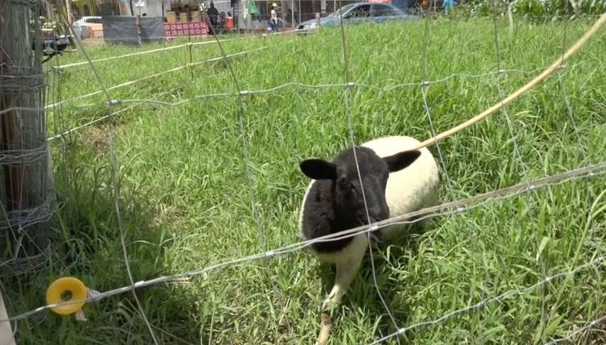 Unos 300 productores se dedican a la cría de ovejas en Chiriquí