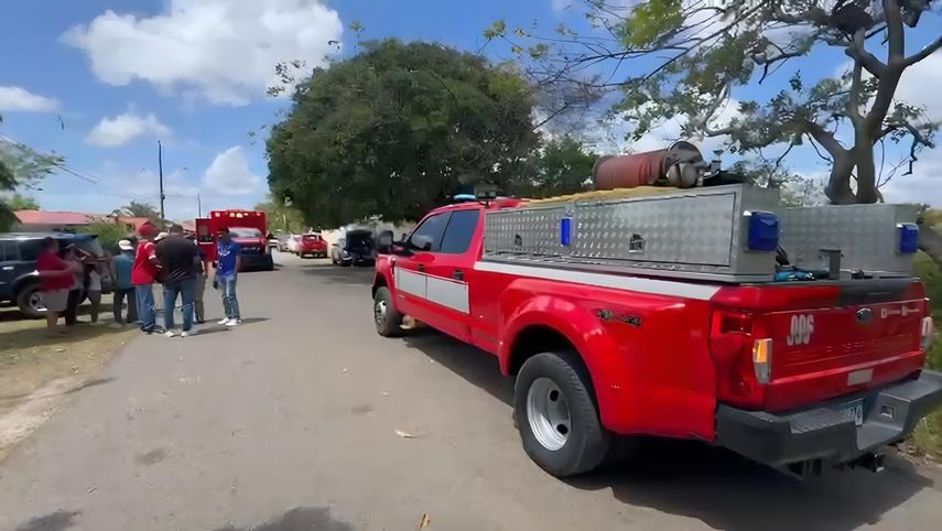 Tras el ataque de abejas