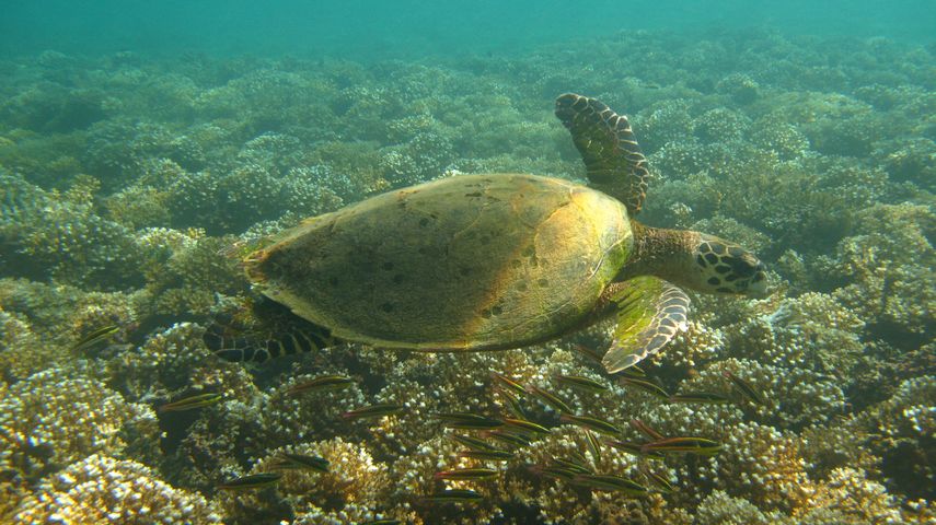 Las tortugas marinas siguen siendo víctimas de caza para su comercialización