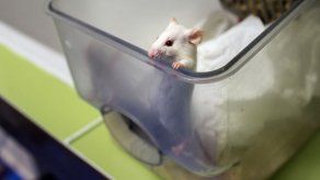 Producen esperma de ratón en un laboratorio