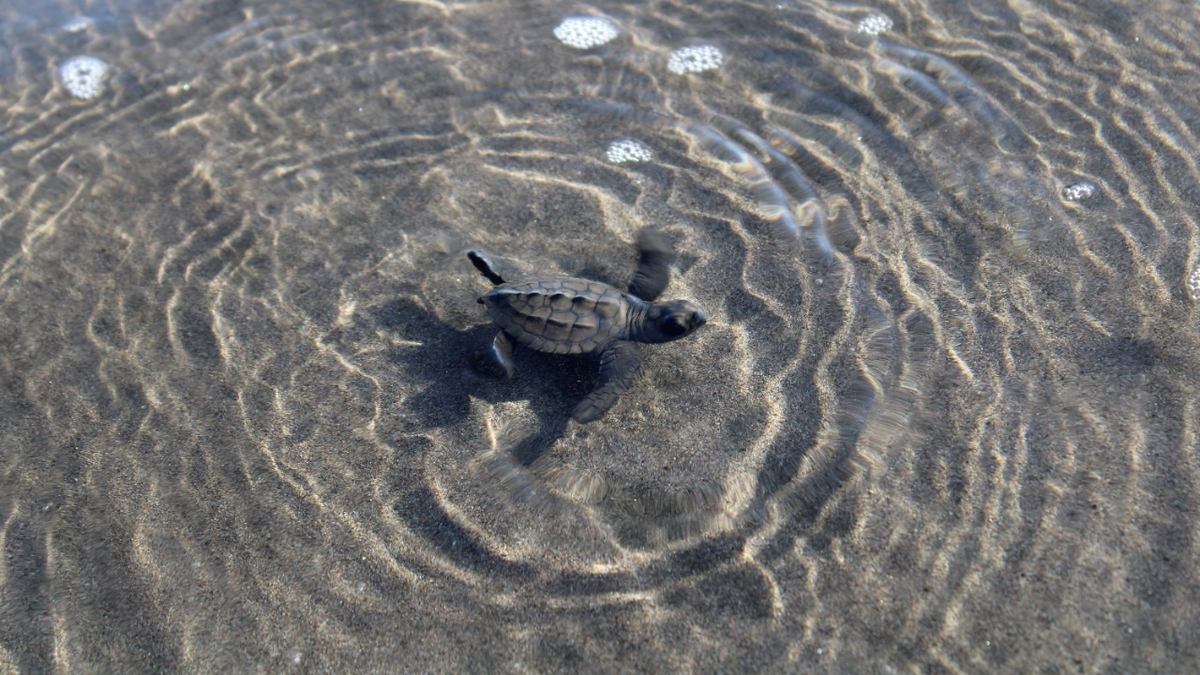 Panamá, miembro activo en la lucha por la protección de tortugas marinas