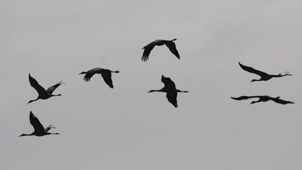En Uruguay quedaron suspendidos los remates, las ferias, las exposiciones por casos de gripe aviar. EFE En Uruguay quedaron suspendidos los remates, las ferias, las exposiciones por casos de gripe aviar. EFE