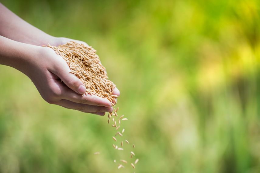 MIDA aclara sobre pagos a productores de arroz en Chiriquí