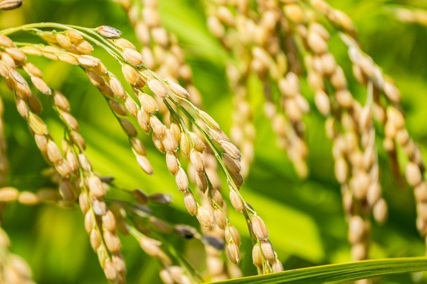 Crecimiento agrícola impulsa la economía panameña con más de $88 millones en aportes