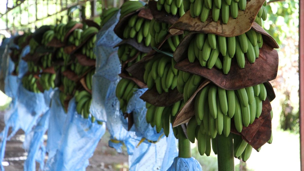 Exportaciones panameñas crecieron hasta septiembre de 2023