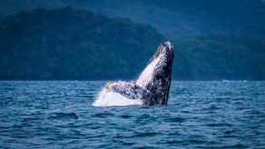 Panamá aboga por la protección de las Ballenas y los Delfines en su Día Mundial