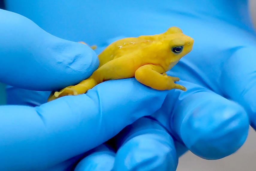 Más cerca del regreso de la casi extinta rana dorada a su hábitat natural en Panamá