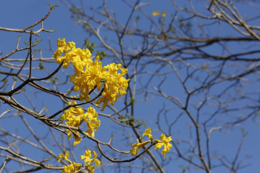 Panamá se tiñe de amarillo con sus árboles de Guayacán