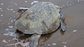 El Ministerio de Ambiente (MiAMBIENTE) realizó la instalación oficial del Comité Nacional para la Protección, Conservación y Manejo Sostenible de las Tortugas Marinas, un espacio permanente de coordinación interinstitucional, asesoría técnica y participación multisectorial orientado a impulsar acciones para la conservación de estas especies en Panamá.