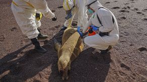 Rápida evolución de gripe aviar enciende las alarmas