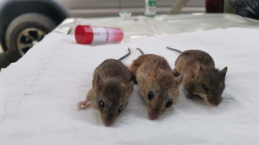El Ministerio de Salud (Minsa) confirmó el fallecimiento de un hombre de 42 años, procedente del distrito de Ocú, provincia de Herrera, tras resultar positivo por hantavirus.
