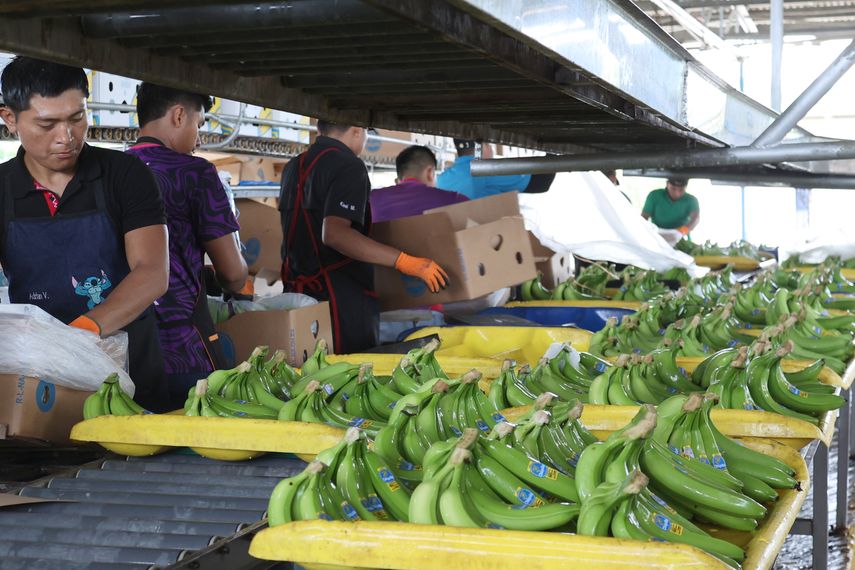 Bocas del Toro ha logrado reactivación en los empleos.