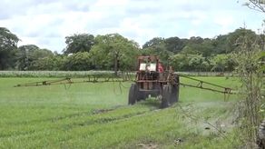 El Mida anunció un aumento en cuanto al hectareaje de producción de arroz a nivel nacional para el año 2023 en Chiriquí.