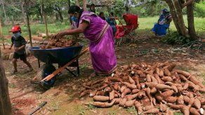 En plena pandemia mujeres rurales de Chiriquí cultivan sus alimentos