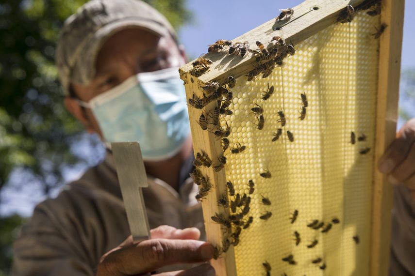 ¿Por qué las abejas son importantes para la seguridad alimentaria en América Latina?