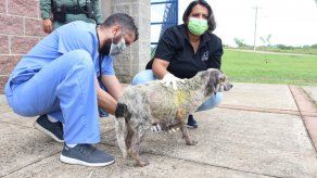Vacunan y desparasitan perros  en La Joya