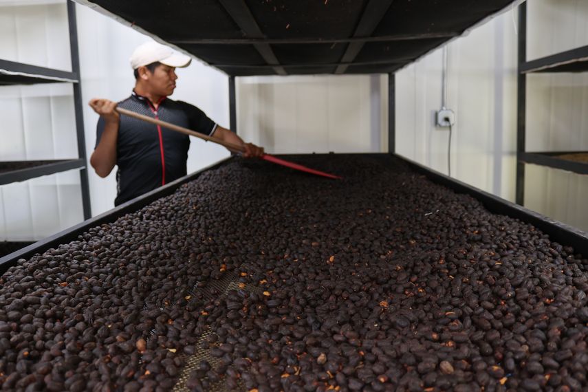 Café geisha panameño rompe récord en subasta privada: 13.518 dólares por kilo