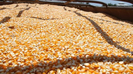 Director regional del IMA se reúne con productores para pagos de Panamá Agro Solidario