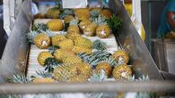 Piña de Panamá será exportada a Quebec. Piña de Panamá será exportada a Quebec.
