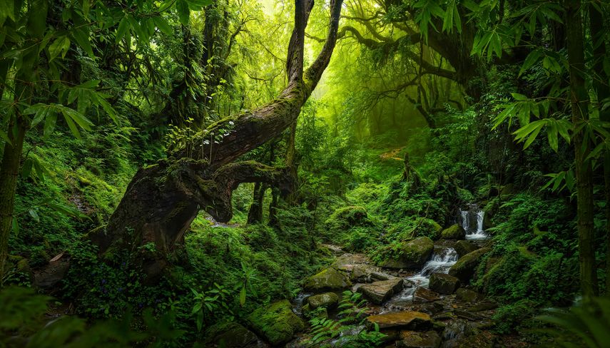 Smithsonian celebra un siglo de ciencia tropical en Panamá