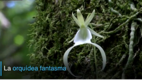 Científicos buscan rescatar a la orquídea fantasma de Florida