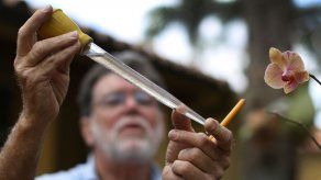 OMS necesitará cerca de 122 mdd para luchar contra el zika