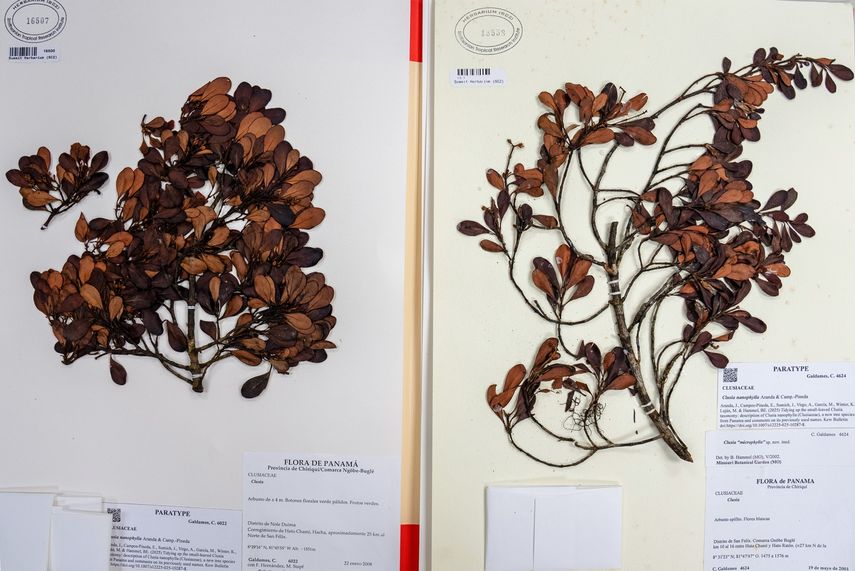 Panamá suma una nueva especie de árbol