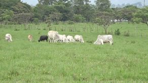 El curso para los técnicos del IDIAP se desarrolla en el Laboratorio de Biotecnología Animal de la Estación Experimental de Gualaca, el cual se busca transformar en Centro de Alta Tecnología Bovina.