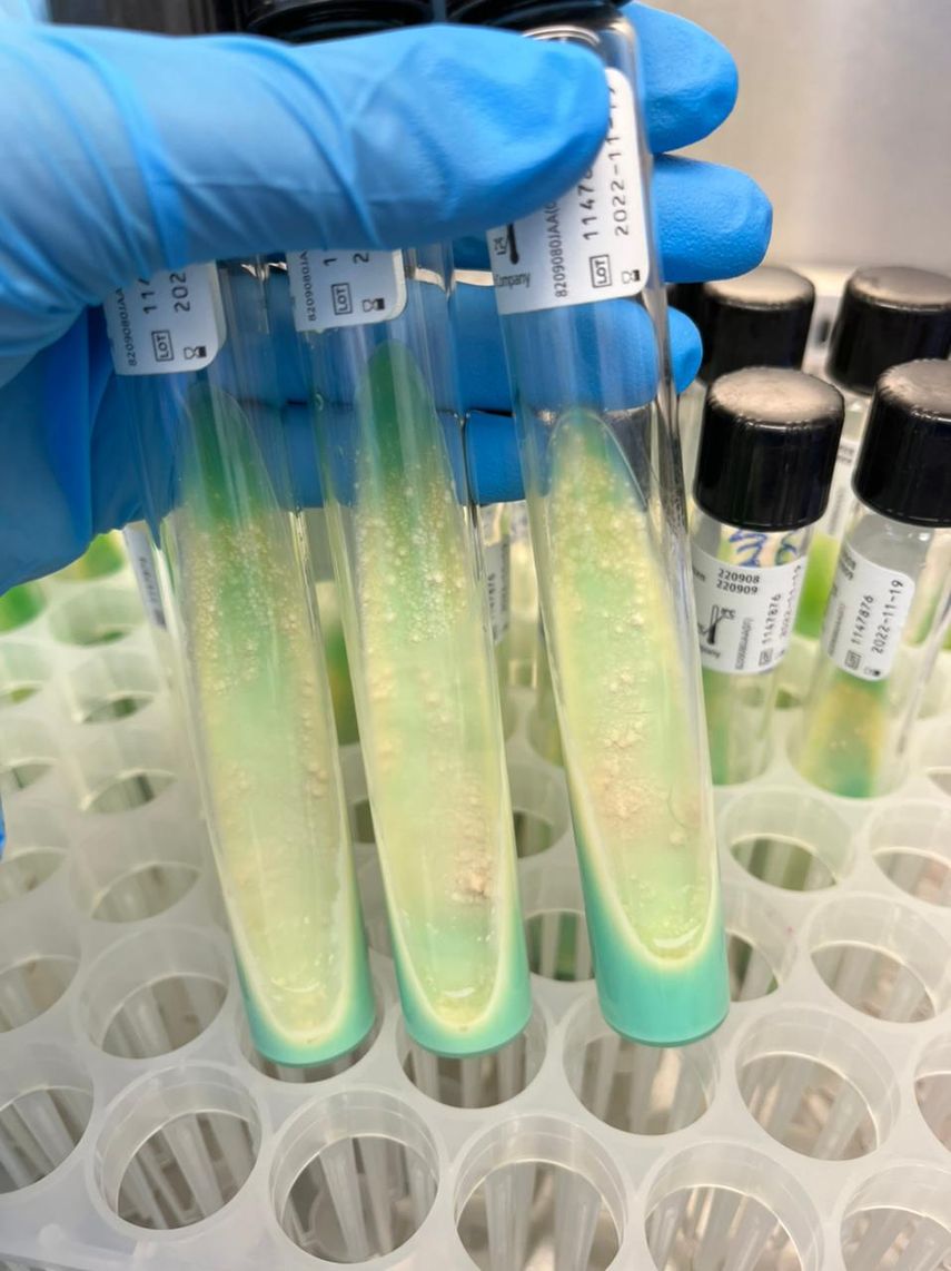 Los 13 científicos que desarrollaron el estudio trabajan en el Hospital Materno Infantil José Domingo de Obaldía, el Ministerio de Salud en Chiriquí, la (Unachi) y en el Instituto de Investigaciones Científicas y Servicios de Alta Tecnología (Indicasat-AIP), en la Ciudad de Panamá. Los 13 científicos que desarrollaron el estudio trabajan en el Hospital Materno Infantil José Domingo de Obaldía, el Ministerio de Salud en Chiriquí, la (Unachi) y en el Instituto de Investigaciones Científicas y Servicios de Alta Tecnología (Indicasat-AIP), en la Ciudad de Panamá.