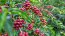 cafe robusta emerge como nueva oportunidad de inversion y exportacion en colon