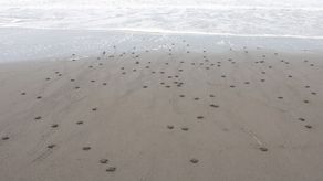 En esta semana se liberaron 507 neonatos de tortugas de la especie Lora, a través del programa de MiAmbiente en playa La Barqueta.