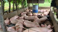La Asociación de Porcinocultores Unidos de Panamá (APUP) solicitó al Ministerio de Desarrollo Agropecuario (MIDA) suspender temporalmente las importaciones de carne de cerdo, al considerar que la producción nacional es suficiente para abastecer la demanda del mercado panameño. La Asociación de Porcinocultores Unidos de Panamá (APUP) solicitó al Ministerio de Desarrollo Agropecuario (MIDA) suspender temporalmente las importaciones de carne de cerdo, al considerar que la producción nacional es suficiente para abastecer la demanda del mercado panameño.