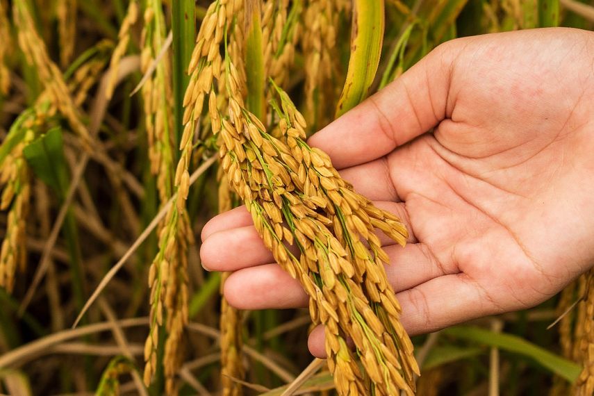 Panam&aacute; revoluciona el cultivo de arroz con blockchain y agricultura de precisi&oacute;n