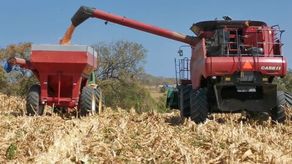 El maíz registra un incremento en hectáreas sembradas