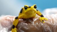 La rana dorada, un anfibio en peligro crítico de extinción, está un poco más cerca de volver a su hábitat natural en el centro de Panamá, después de casi dos décadas de vivir en cautiverio porque un hongo exterminó a casi toda la población, aunque sin fecha estimada aún a corto plazo. La rana dorada, un anfibio en peligro crítico de extinción, está un poco más cerca de volver a su hábitat natural en el centro de Panamá, después de casi dos décadas de vivir en cautiverio porque un hongo exterminó a casi toda la población, aunque sin fecha estimada aún a corto plazo.