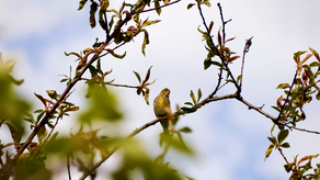 Panamá y el avistamiento de aves ¿Cómo podemos aprovecharlo?