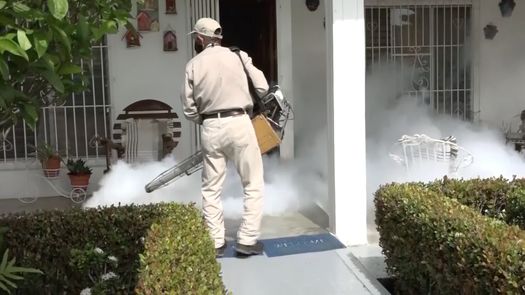 El Minsa indicó queen general para la región de Chiriquí la infestación de criaderos de mosquitos supera el 3%.
