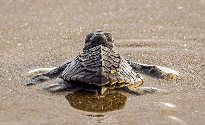Panamá recibe reconocimiento en México por conservación de tortugas marinas