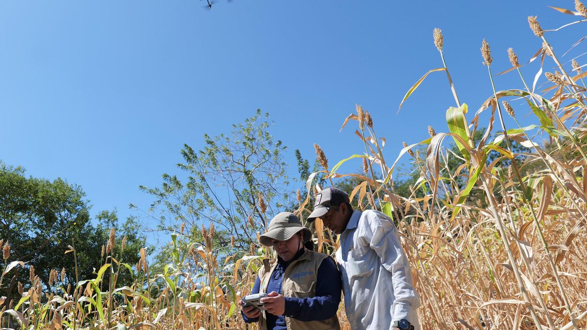 Los agricultores de la zona más seca de Centroamérica pueden enfrentar El Niño con una herramienta que cruza datos climáticos para prever qué y cuándo sembrar y adaptarse así a ese fenómeno, con periodos extremos de sequía e inundaciones que tumban sus siembras y obliga a muchos a migrar. Los agricultores de la zona más seca de Centroamérica pueden enfrentar El Niño con una herramienta que cruza datos climáticos para prever qué y cuándo sembrar y adaptarse así a ese fenómeno, con periodos extremos de sequía e inundaciones que tumban sus siembras y obliga a muchos a migrar.