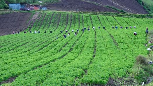 Los productores de Tierras Altas continúan la siembra y cosecha de sus rubros, pero no se descarta una posible escasez para el último trimestre del año, debido al aumento en el consumo.