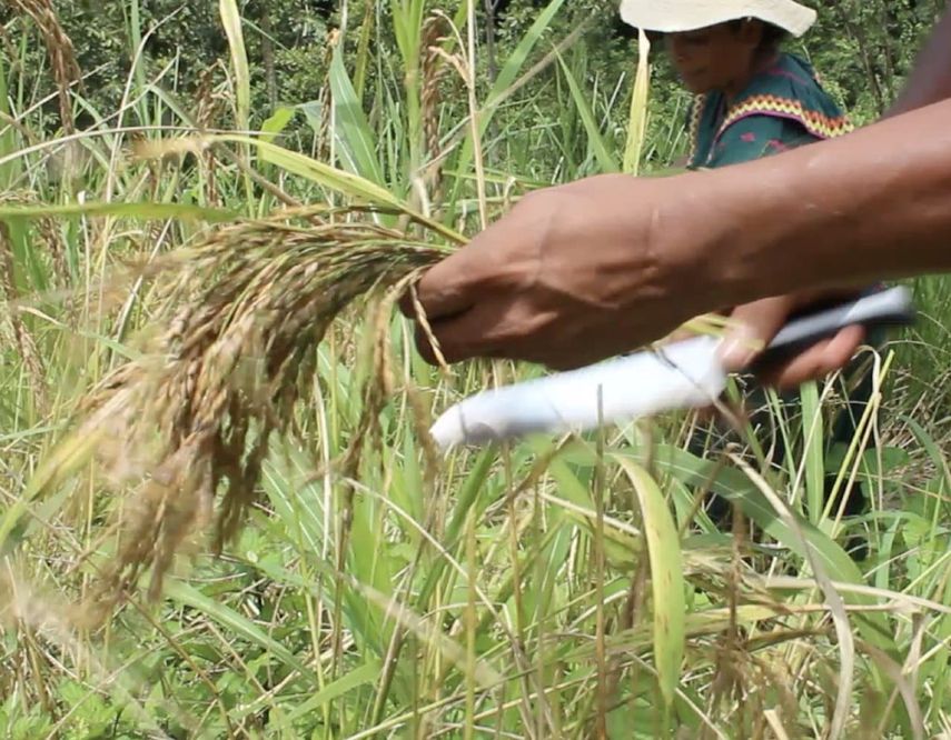 Panamá presenta avances en sector agropecuario con cierre del VIII Censo Nacional. Panamá presenta avances en sector agropecuario con cierre del VIII Censo Nacional.