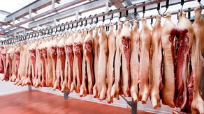 Empresa santeña recibe certificación para exportar carne porcina a China