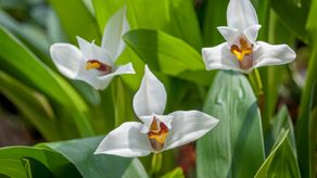 Colombiano clona orquídeas al borde de la extinción