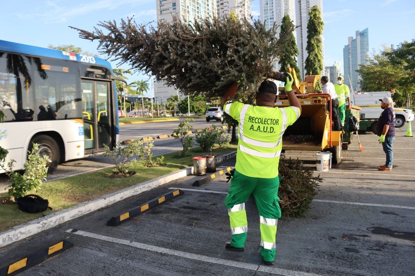 Autoridad de Aseo instalará centro de acopio de arbolitos
